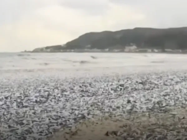 Χιλιάδες ψάρια ξεβράστηκαν σε ακτή της Ιαπωνίας
