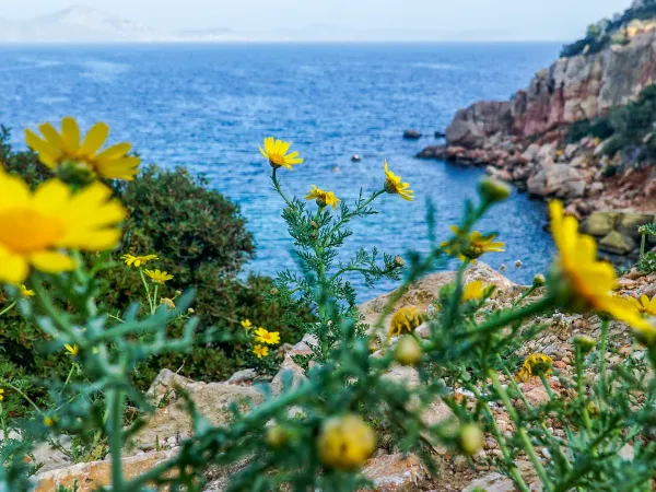 Λουλούδια στην Ελλάδα