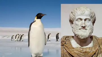 antarktiki-aristotelis