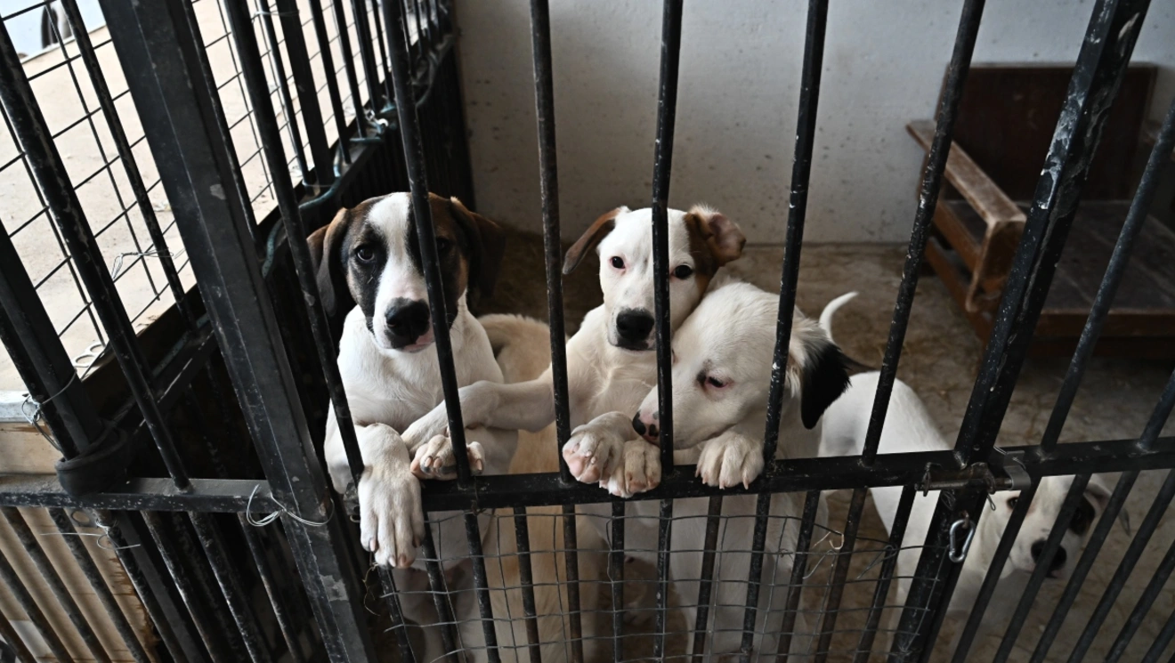 σκυλια-αδεσποτα-καταγυγιο-ζωα