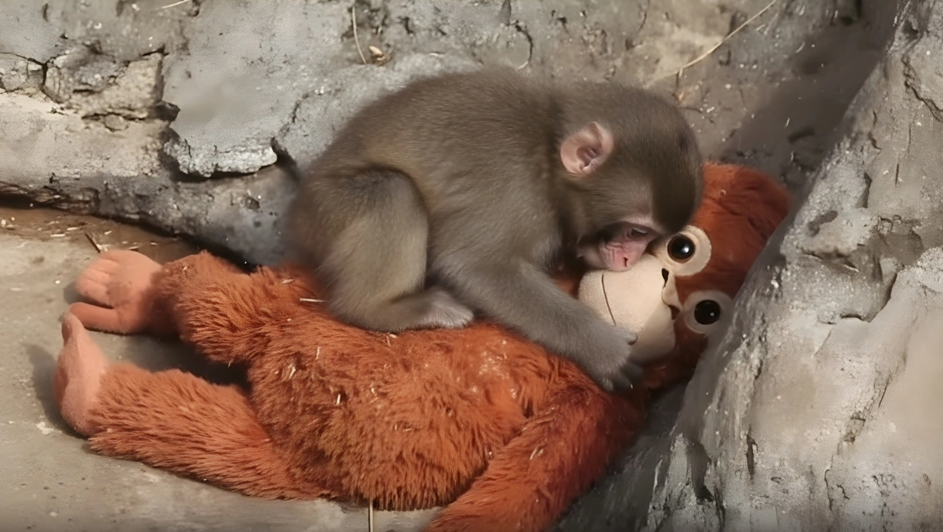 punch-ιαπωνικός-μακακος