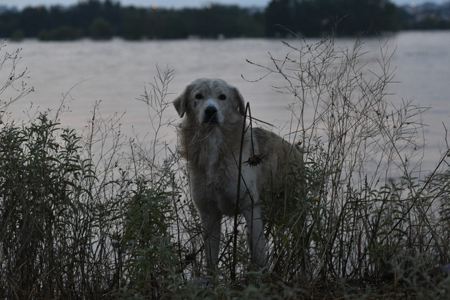 Ένας σκύλος στον Πηνειό ποταμό.