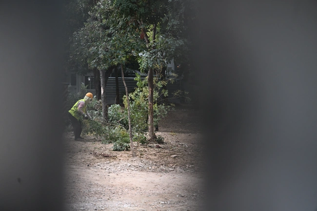 Οι εργασίες για την απομάκρυνση των δέντρων