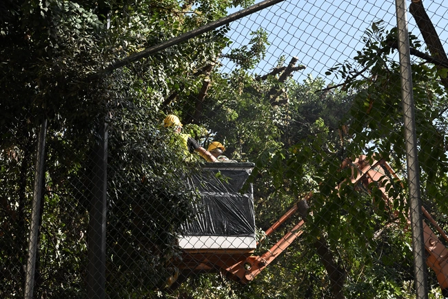 Οι εργασίες για την απομάκρυνση των δέντρων