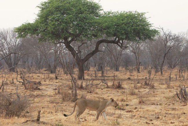 Λιοντάρια στο προστατευόμενο πάρκο Hwange