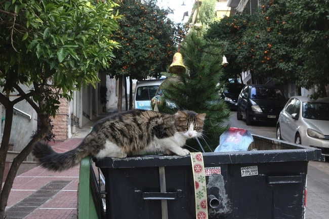 Χριστουγεννιάτικο δέντρο σε κάδο
