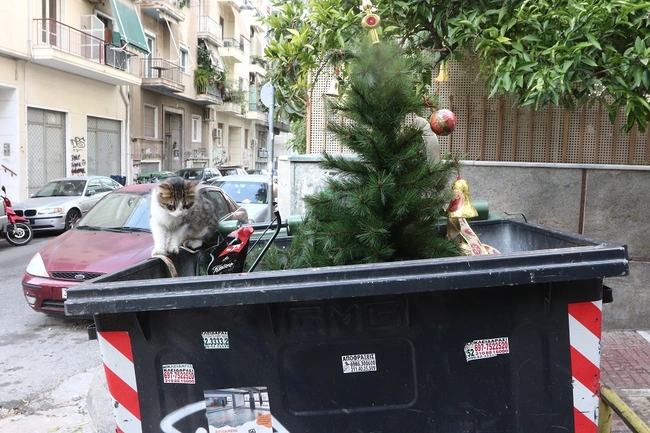Χριστουγεννιάτικο δέντρο σε κάδο