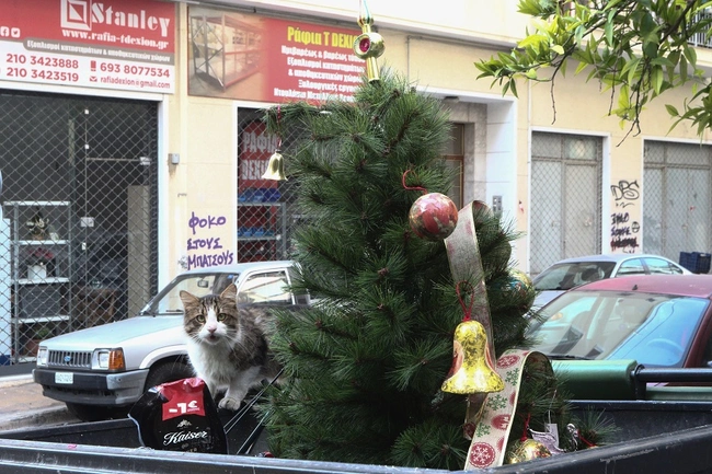 Χριστουγεννιάτικο δέντρο σε κάδο