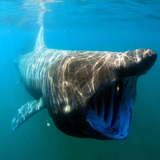 Μεγαλόστομος