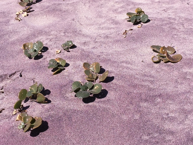 Υπό το κατάλληλο φως, το μωβ χρώμα αναδεικνύεται
