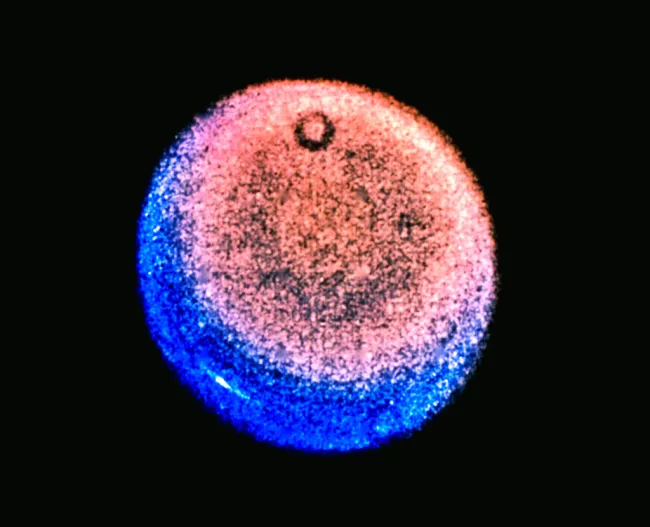 Φωτογραφία του Ουρανού από το διαστημόπλοιο Voyager, σε συνθετικά χρώματα