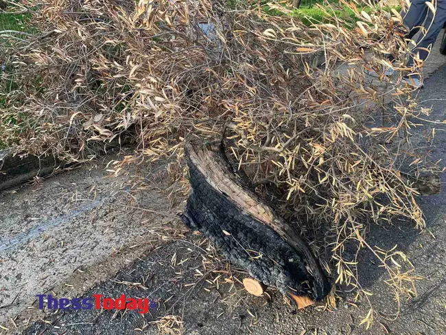 Καμένα ελαιόδεντρα στην Αλεξανδρούπολη