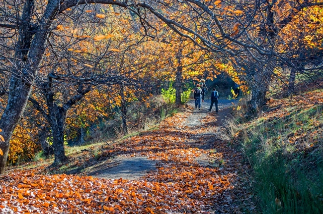 Τα δάση της Parauta