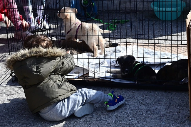 Γιορτί υιοθεσίας στο ΣΕΦ