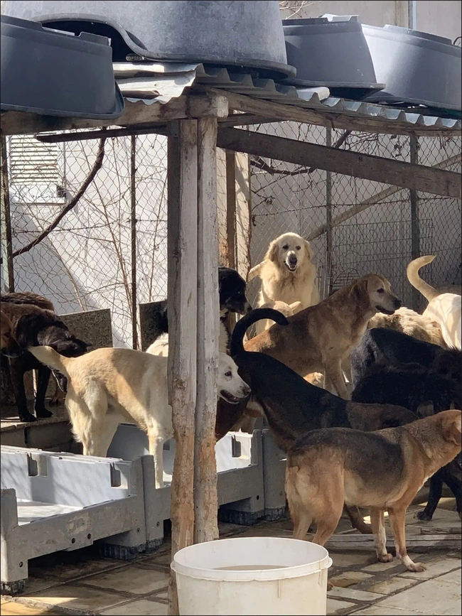 Συνελήφθη 52χρονη σε περιοχή της Θέρμης – Είχε 94 σκυλιά μέσα σε ακαθαρσίες και νεκρά ποντίκια