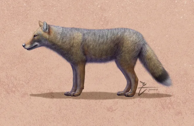 Πώς έμοιαζε η εξαφανισμένη αλεπού