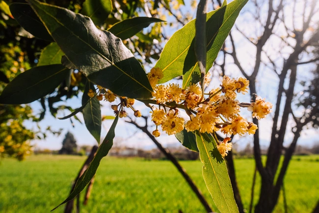 Κώστας Σαμαράς