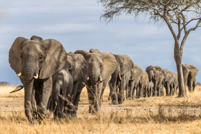 Ο κύριος φυσικός εχθρός του ελέφαντα είναι η ηλικία και όχι τα αρπακτικά