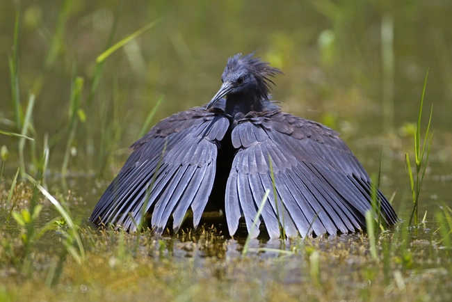 Egretta ardesiaca