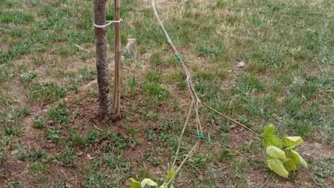 Καταστροφές δέντρων στη Θεσσαλονίκη