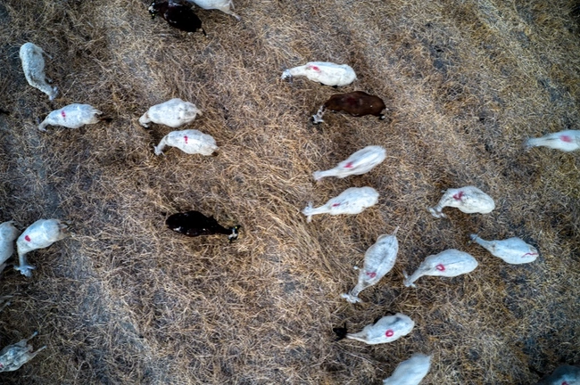 Δύο κρούσματα πανώλης σε αιγοπρόβατα στην Ηλεία