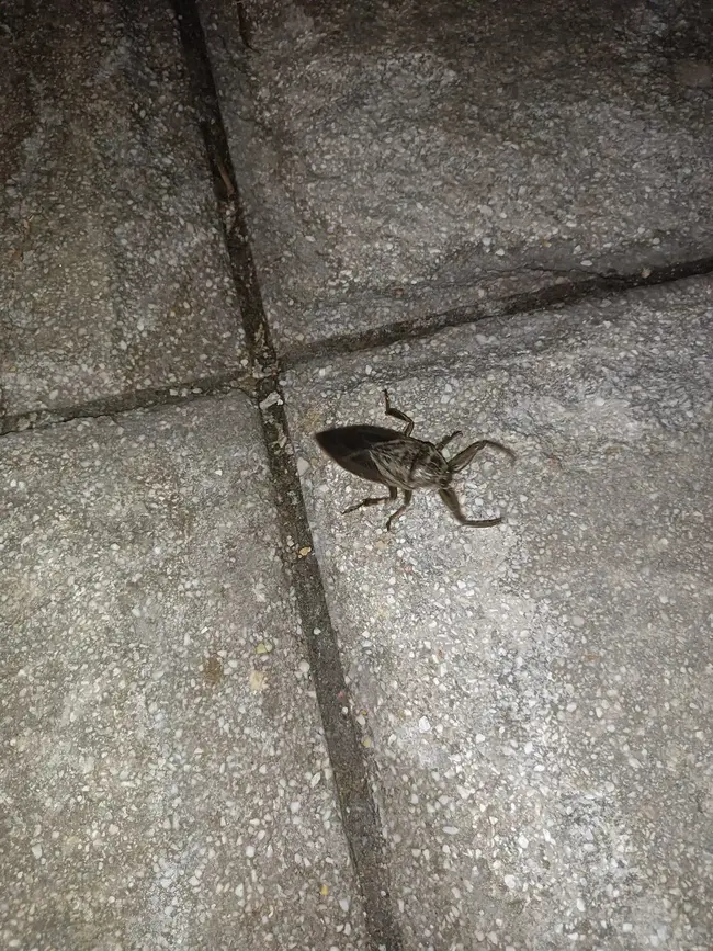 Λιθόκερος Βόλος