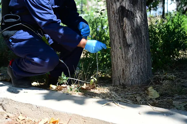 μουριεσ αθηνα