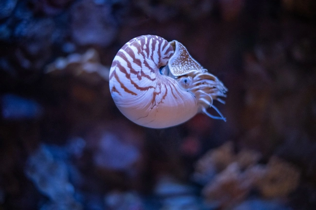 Ναυτιλίδες