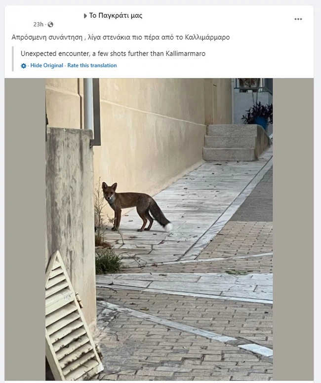 Μια αλεπού στο Παγκράτι