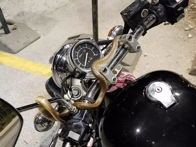 Φίδι στην Ηγουμενίτσα