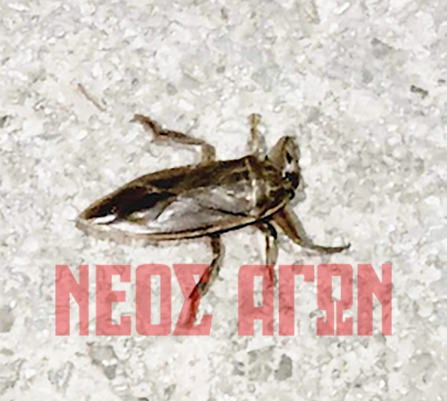 Λιθόκερος Καρδίτσα