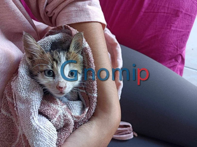 Βρήκαν γάτα κάτω από τσιμέντο στην Πάτρα