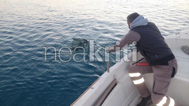 Ποντίκια στο Ηράκλειο