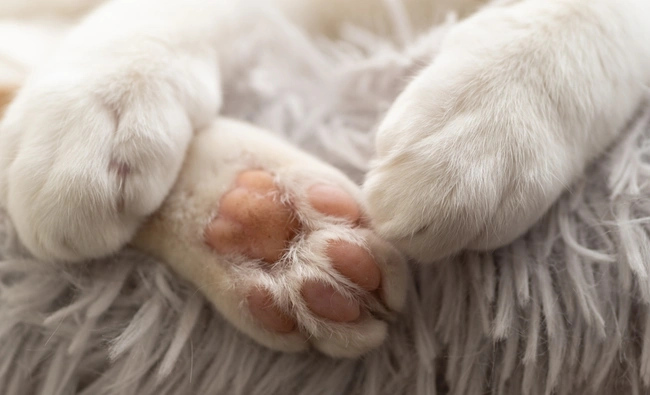 πατουσάκια γάτας