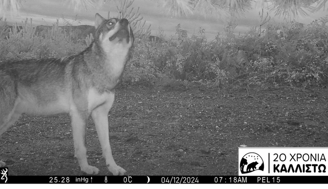 λύκοι Ταΰγετος