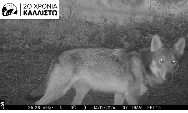 λύκοι Ταΰγετος