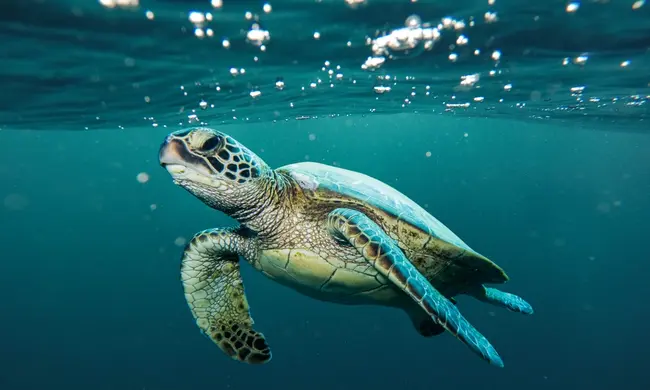 Θαλάσσια χελώνα