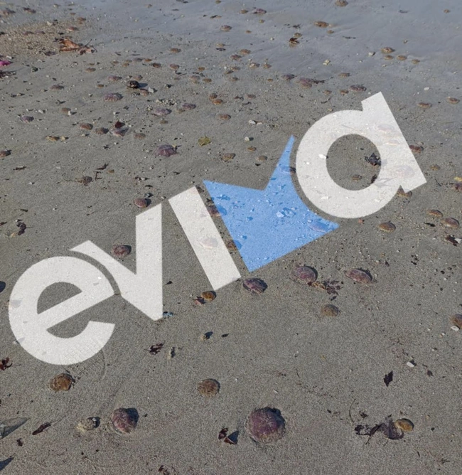 μωβ μέδουσεσ