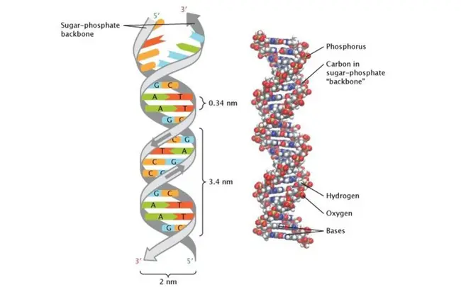 Διπλή Έλικα DNA