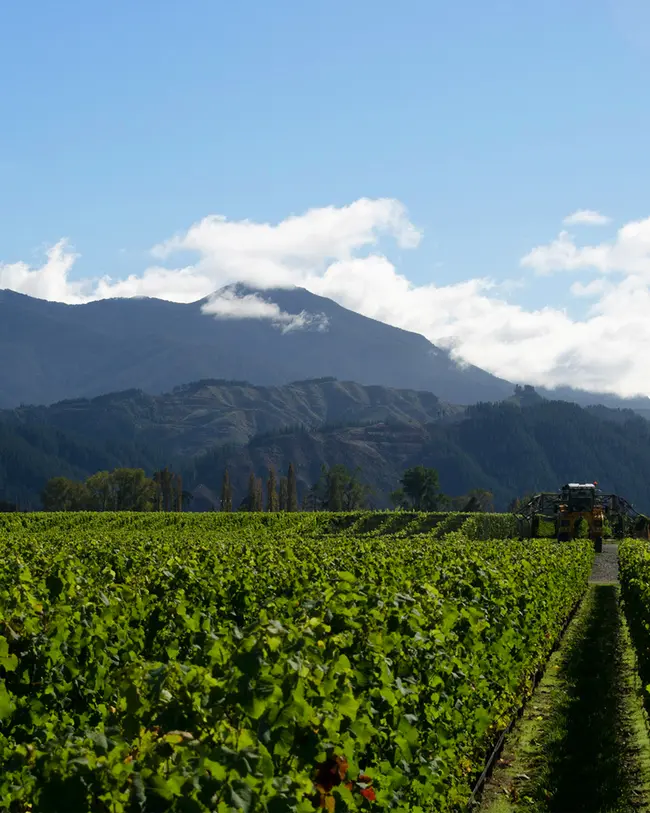 Αμπελώνες Νέας Ζηλανδίας 