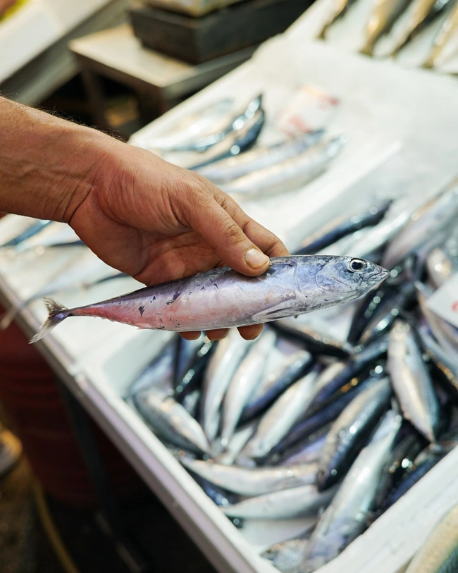ψάρια φρέσκα 
