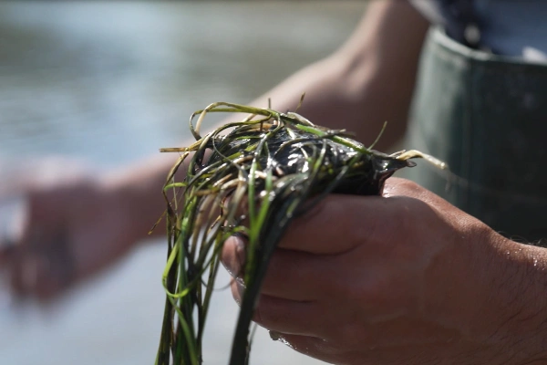 Αμβρακικός Κόλπος