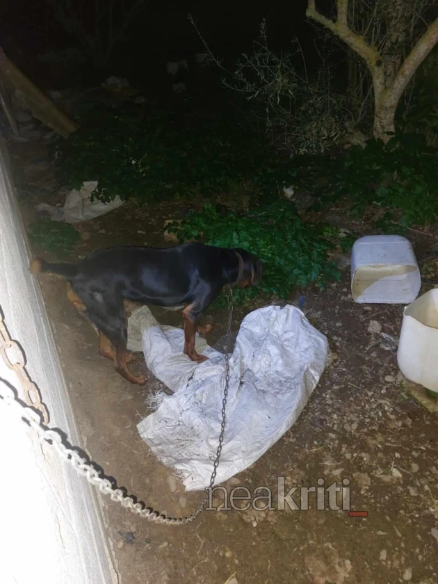 Σκυλιά στην Κρήτη