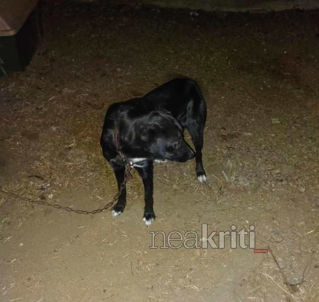 Σκυλιά στην Κρήτη