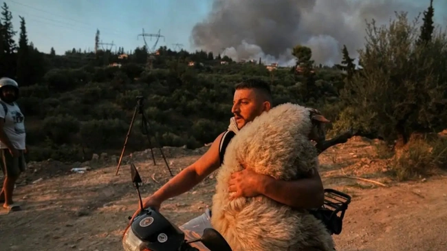 φωτια-αχαία-πρόβατο