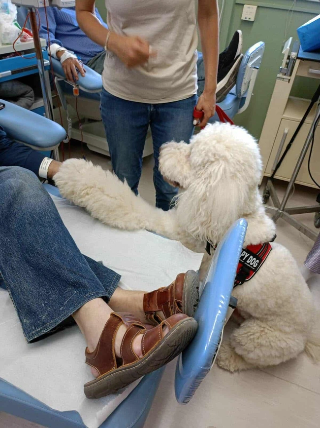 Σκύλος θεραπείας στο νοσοκομείο Μεταξά