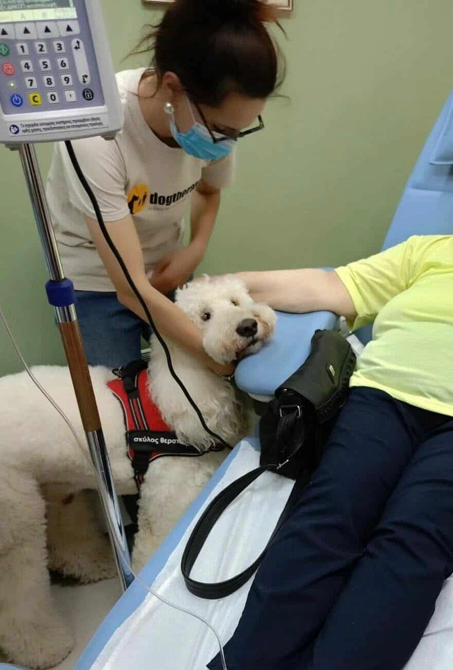 Σκύλος θεραπείας στο νοσοκομείο Μεταξά