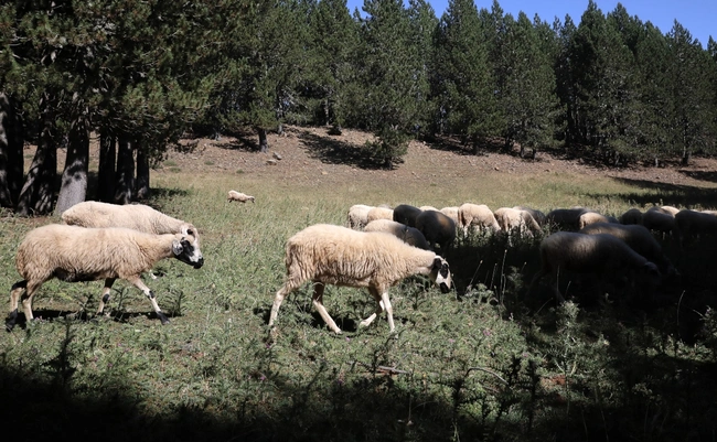 Κοπάδι από πρόβατα
