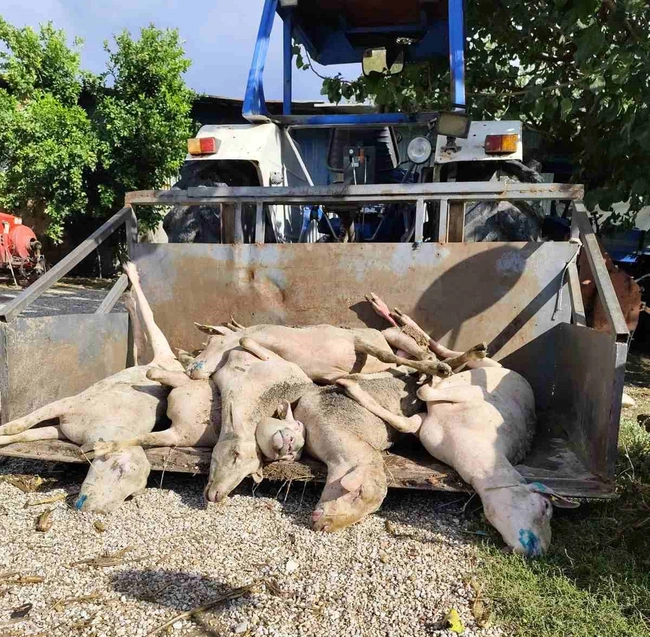 Περισυλλογή των νεκρών ζώων