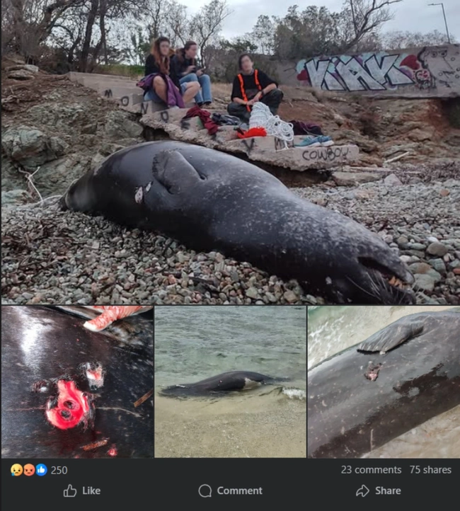 νεκρή-φώκια